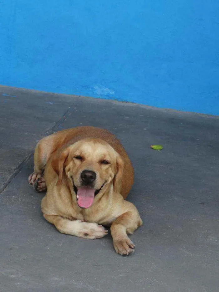Cachorro ra a Labrador idade 6 ou mais anos nome Layca