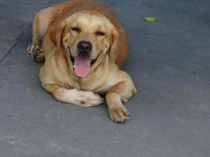 Cachorro ra a Labrador idade 6 ou mais anos nome Layca