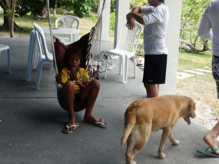 Cachorro ra a Labrador idade 6 ou mais anos nome Layca