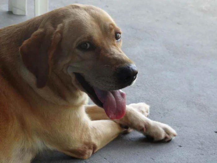 Cachorro ra a Labrador idade 6 ou mais anos nome Layca