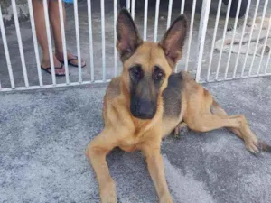 Cachorro raça Pastor Alemão  idade 7 a 11 meses nome Pastora