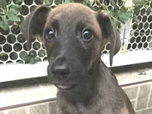 Cachorro raça SRD  idade 2 a 6 meses nome Sem Nome