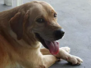 Cachorro raça Labrador idade 6 ou mais anos nome Layca