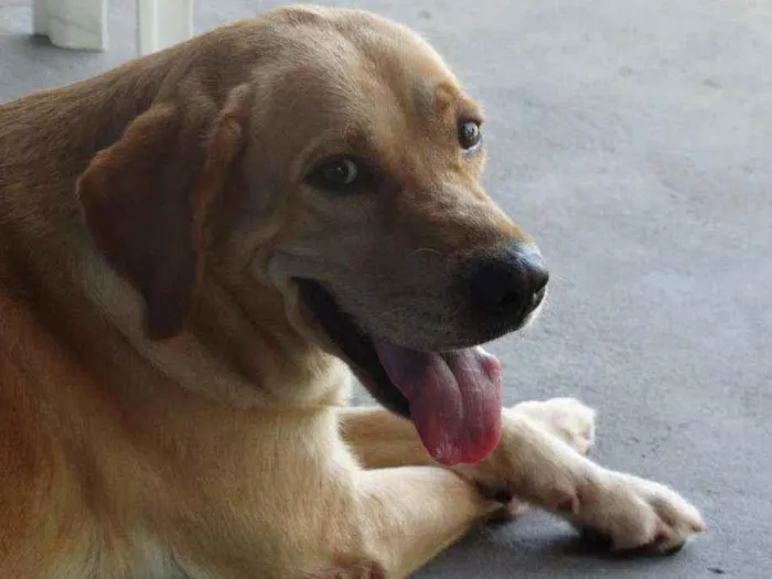 Cachorro ra a Labrador idade 6 ou mais anos nome Layca