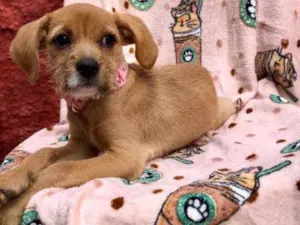 Cachorro raça  Srd idade 2 a 6 meses nome Lucy