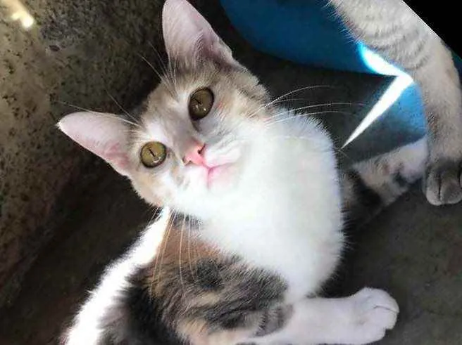 Gato raça Srd idade 1 ano nome Estrela 