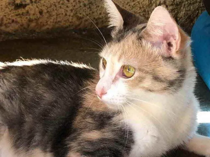 Gato raça Srd idade 1 ano nome Estrela 