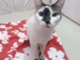 Gato raça Srd idade 2 anos nome Mia