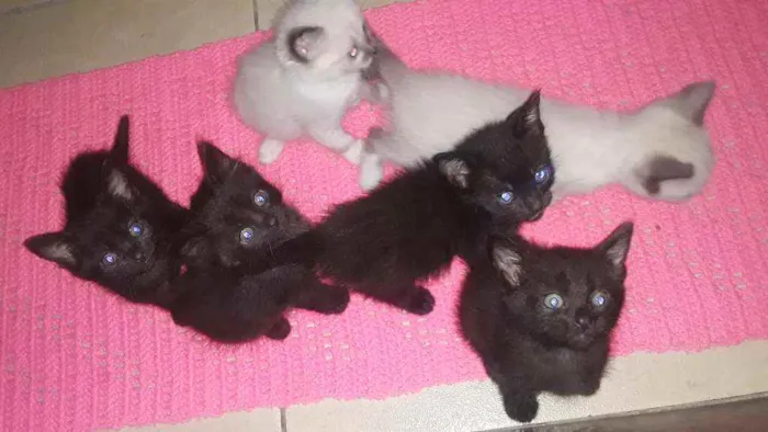 Gato ra a ____ idade Abaixo de 2 meses nome ____