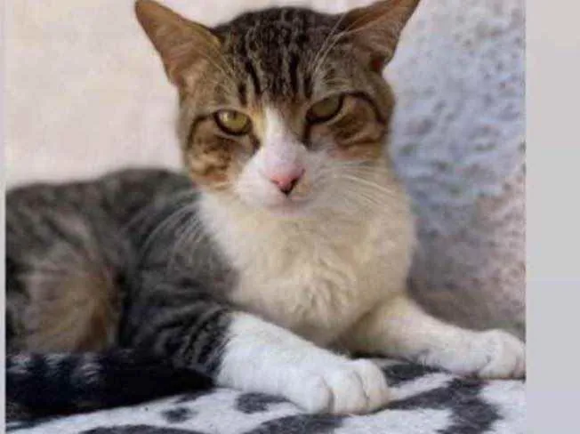 Gato raça  Srd idade 1 ano nome Chico