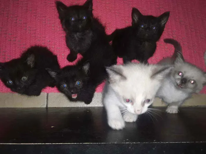 Gato ra a ____ idade Abaixo de 2 meses nome ____