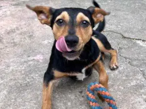 Cachorro raça Srd idade 1 ano nome Kiara 