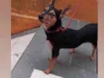Cachorro raça Srd idade 1 ano nome Kiara 