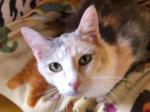 Gato raça Srd idade 1 ano nome Estrela 