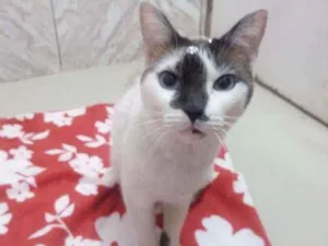 Gato raça Srd idade 2 anos nome Mia