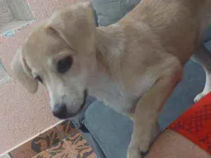 Cachorro raça Viralata idade 2 a 6 meses nome Mel
