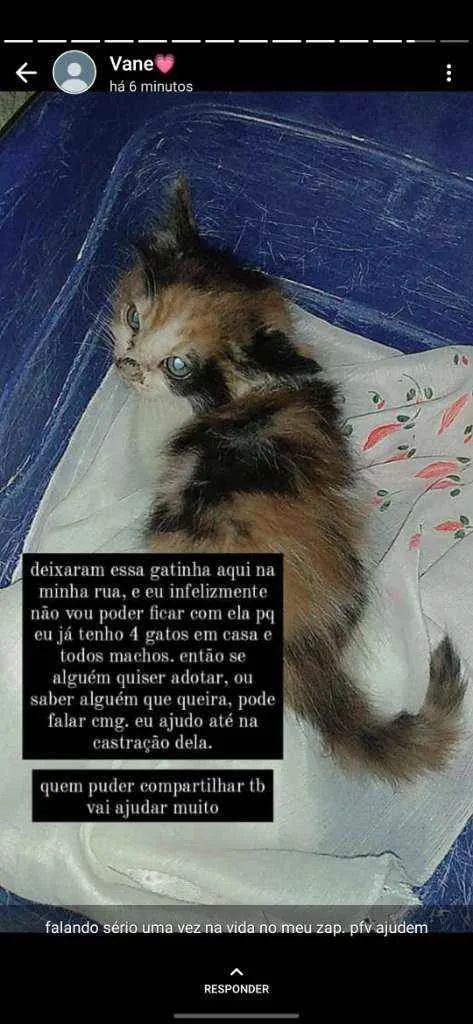 Gato ra a  idade 2 a 6 meses nome Sem nome 