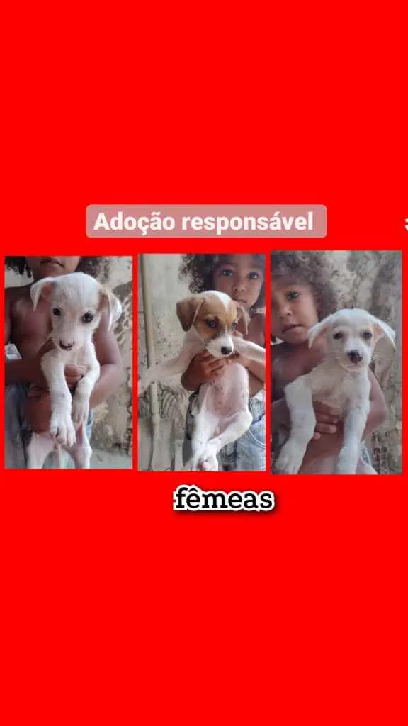 Cachorro raça Srd idade 2 a 6 meses nome Filhotes