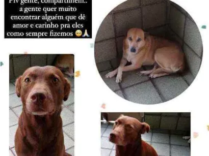 Cachorro raça Sem raça definida idade 6 ou mais anos nome Lassie