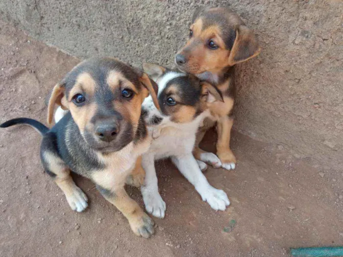 Cachorro ra a Vira lata misto com pastor ale idade 2 a 6 meses nome Sem nome