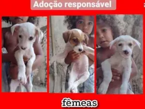 Cachorro raça Srd idade 2 a 6 meses nome Filhotes