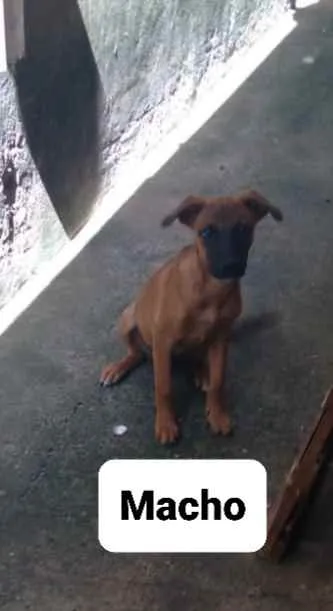 Cachorro ra a Vira lata idade 2 a 6 meses nome Sem nome