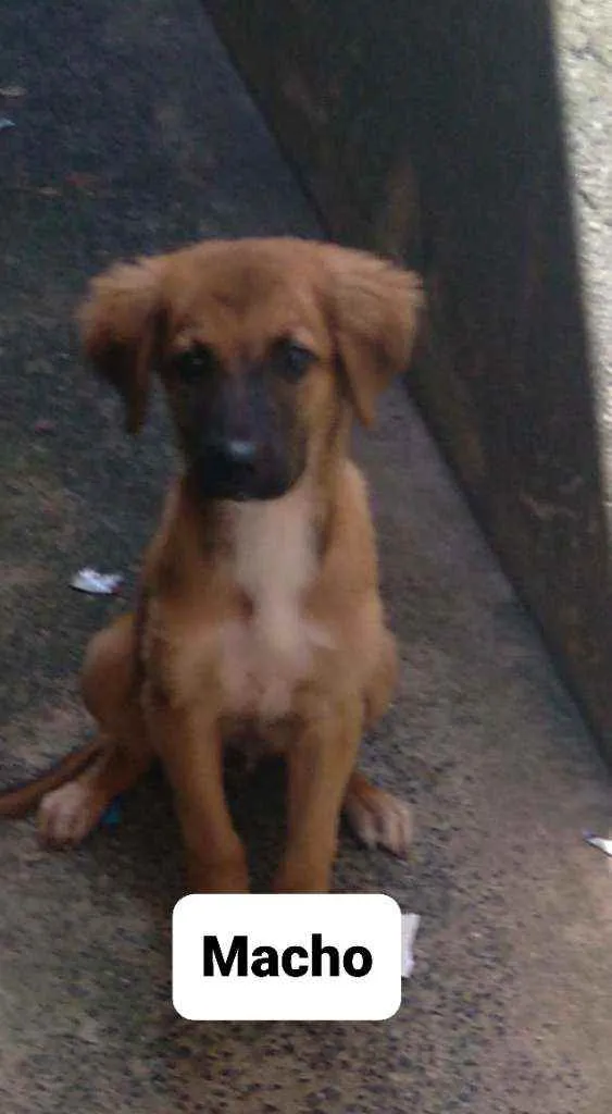 Cachorro ra a Vira lata idade 2 a 6 meses nome Sem nome