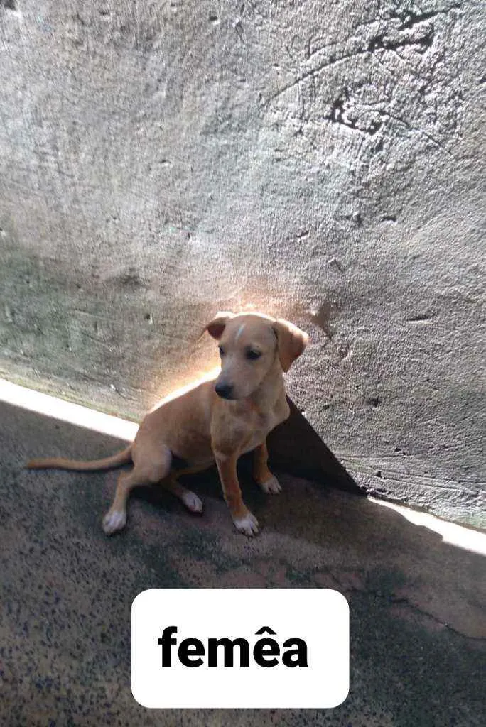 Cachorro ra a Vira lata idade 2 a 6 meses nome Sem nome