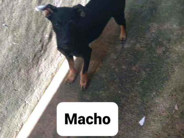 Cachorro ra a Vira lata idade 2 a 6 meses nome Sem nome