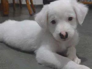 Cachorro raça Srd idade 2 a 6 meses nome Toby
