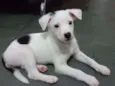 Cachorro raça Srd idade 2 a 6 meses nome Frajola