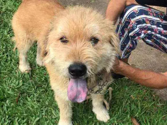 Cachorro raça Srd idade 1 ano nome Bob