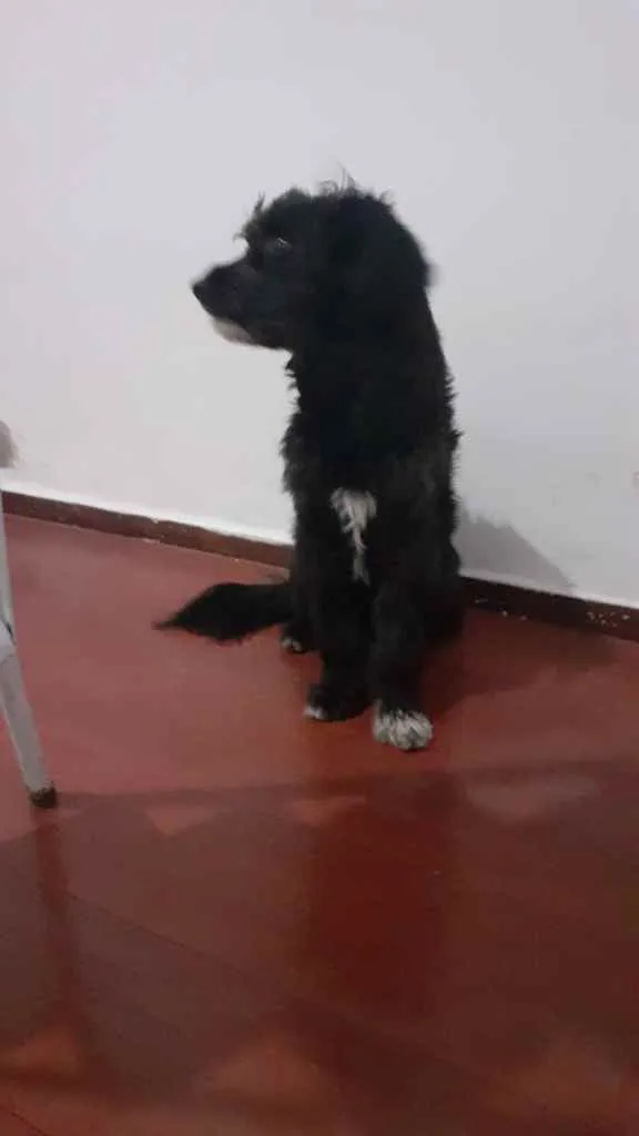 Cachorro raça Pudle idade 3 anos nome Sem nome
