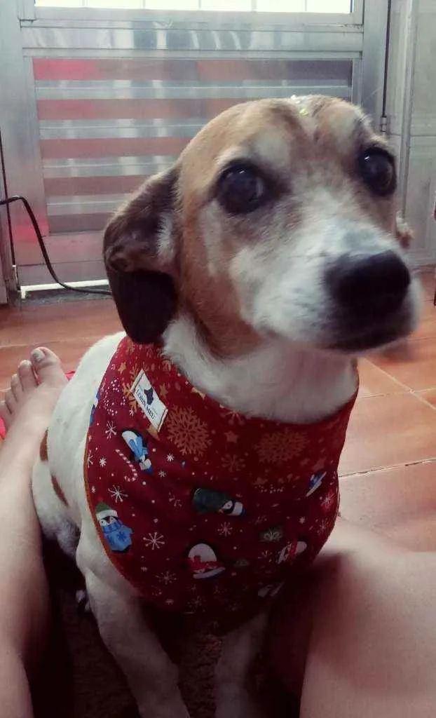 Cachorro ra a Vira lata idade 5 anos nome Milly