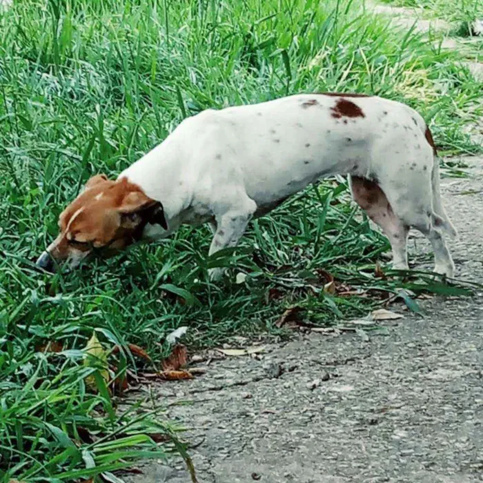 Cachorro ra a Vira lata idade 5 anos nome Milly