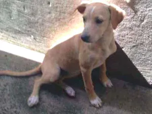 Cachorro raça Vira lata idade 2 a 6 meses nome Sem nome