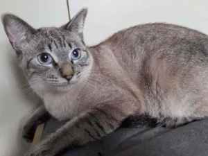 Gato raça SRD idade 1 ano nome GUGA