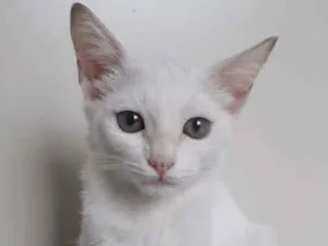Gato raça SRD idade 2 a 6 meses nome AYANA