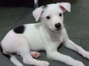 Cachorro raça Srd idade 2 a 6 meses nome Frajola