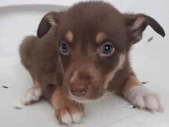 Cachorro raça Srd idade 2 a 6 meses nome Peter 