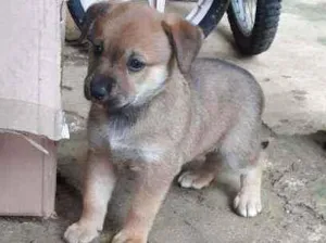 Cachorro raça Srd idade 2 a 6 meses nome Pérola 