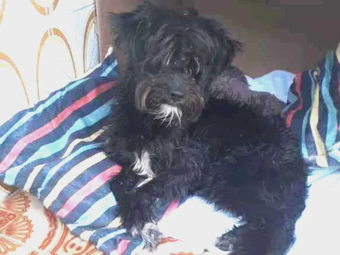 Cachorro raça Pudle idade 3 anos nome Sem nome