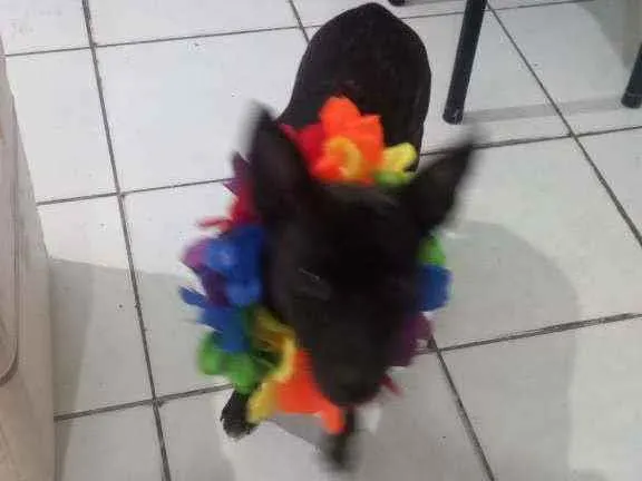 Cachorro ra a Raciado idade 1 ano nome Lili