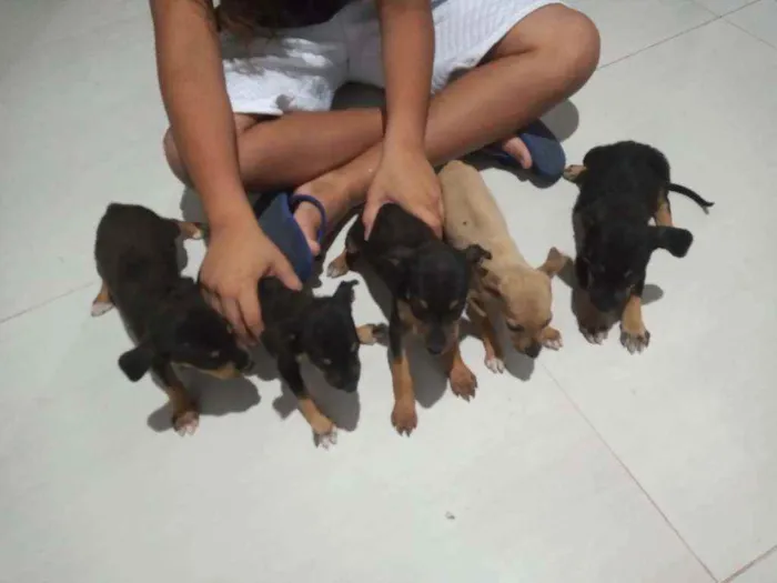 Cachorro ra a Vira lata idade 2 a 6 meses nome Sem nome