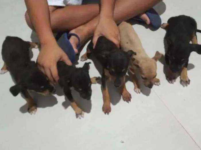 Cachorro ra a Vira lata idade 2 a 6 meses nome Sem nome