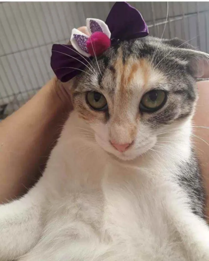 Gato ra a Pelo curto brasileiro  idade 2 a 6 meses nome Sem nome