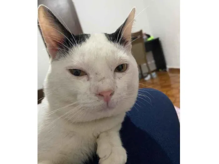 Gato ra a SRD idade 1 ano nome Franja 