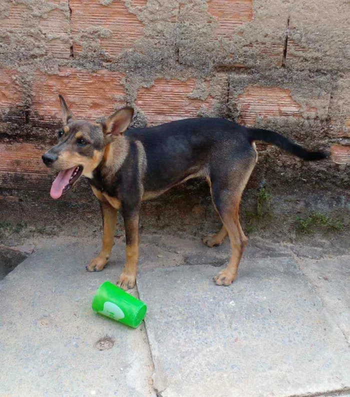 Cachorro ra a Desconhecida  idade 7 a 11 meses nome NINA