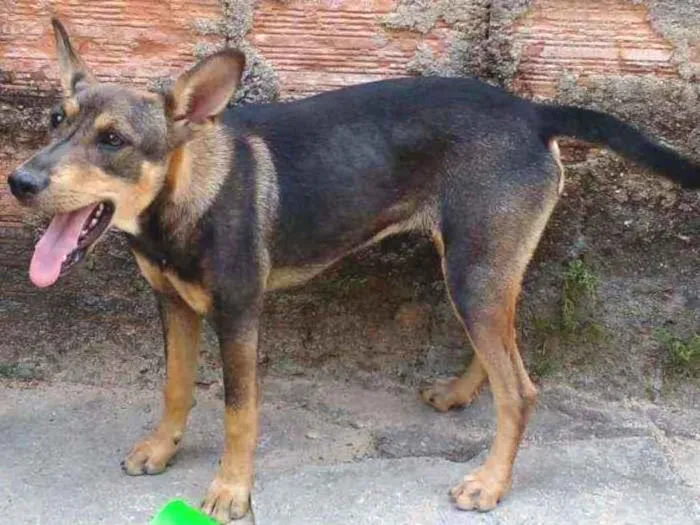 Cachorro ra a Desconhecida  idade 7 a 11 meses nome NINA