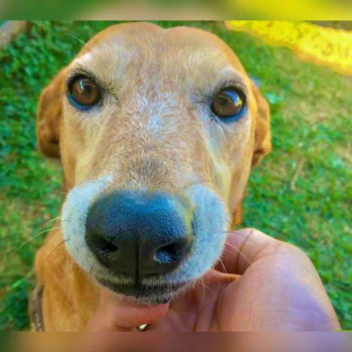 Cachorro ra a SRD idade 5 anos nome Cotoco